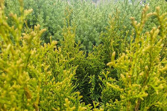 Background from conifers of different types and shades of green
