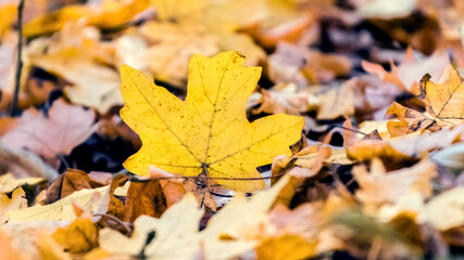 Yellow maple leaf on the ground among the dry autumn leaves