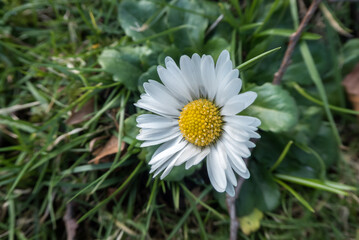 white and yellow daisy