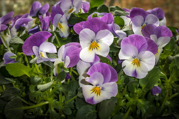 purple, white and yellow violets
