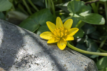 yellow buttercup on a stone