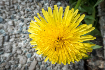 yellow Common Dandelion