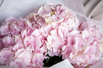 Young woman holds light tender pink hydrangea bouquet, closeup photo in home interior