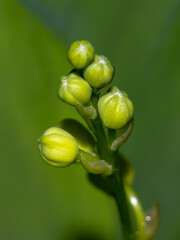 Lilies of the valley