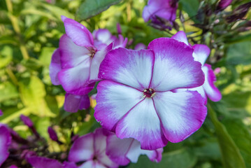 Naklejka premium white and purple Phlox