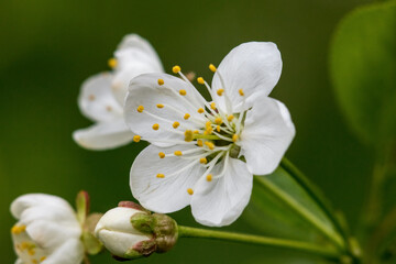 Beautiful flowers of the blossoming cherry tree in the spring time