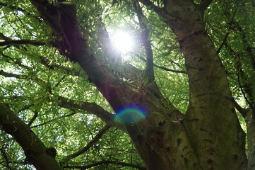 Green Trees Crown