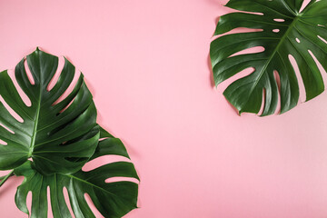 Monstera leaves frame on pastel pink background