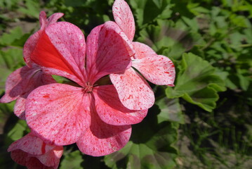 red spotted geranium with a green background