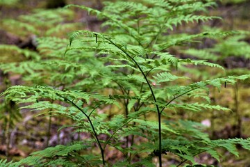 Paproć w lesie © merko