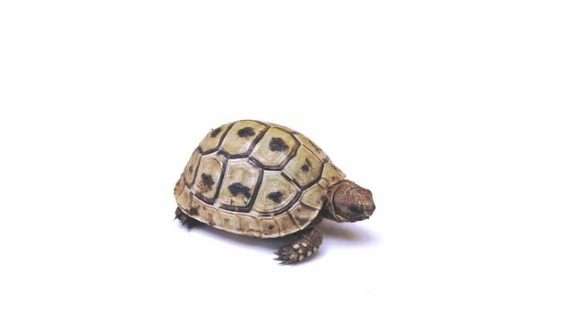Small turtle walks on a white background close up 4k