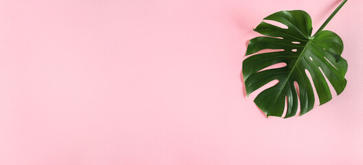 Green monstera leaf isolated on wide pink background with empty space