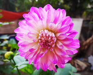 A pink dahlia flower in garden 