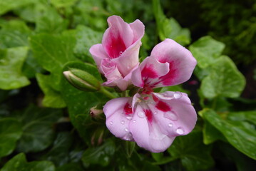 pink and red geranium with waterdrops and a green background