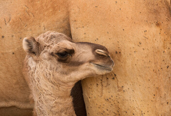 Camel calf and mother at the backdrop