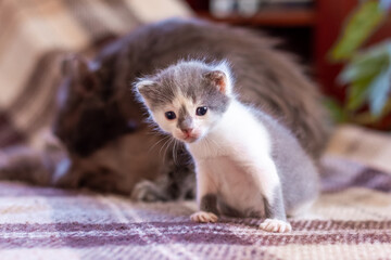 A small kitten is sitting in a room next to his mother cat