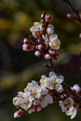 Apricot tree blooming, Krasnodar territory, Russia.