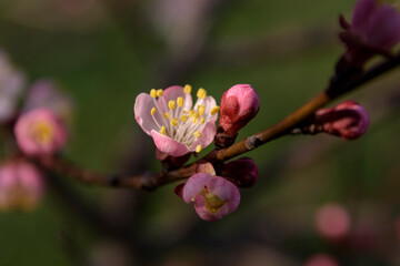 Apricot tree blooming, Krasnodar territory, Russia.