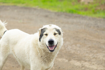 white dog in street
