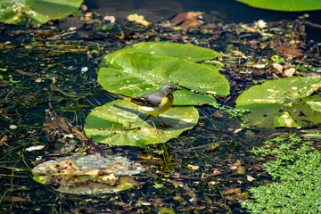 bretagne, la gacilly: right side view of a wagtail of brooks on a lily pad
