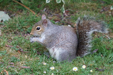 Squirrel