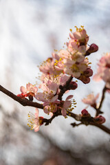 Apricot tree blooming, Krasnodar territory, Russia.