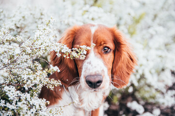 Cute welsh springer spaniel dog breed under blossoming trees. Helthy adorable pretty dog.