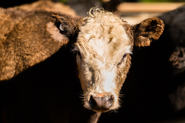 Beef cows and calves grazing on grass in south west victoria, Australia. eating hay and silage....