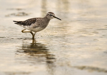 Closeup of Wood Sandpiper