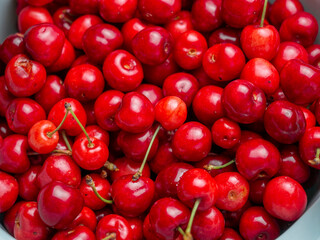 Harvest of red delicious sweet cherry closeup