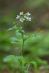 Cardamine amara, known as large bitter-cress, is a species of flowering plant in the family Brassicaceae. Cardamine amara or large bitter-cress in wild.