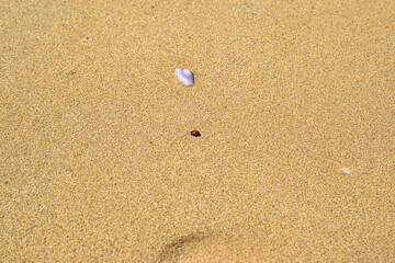 Fototapeta na wymiar a little ladybug on the beach of saint jean de monts in vendée, france.