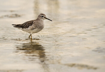 Wood Sandpiper moving on marshy water