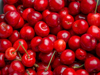 Harvest of red delicious sweet cherry closeup