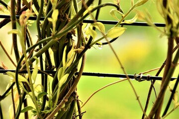 Pędy jaśminu © merko