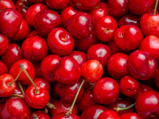 Harvest of red delicious sweet cherry closeup