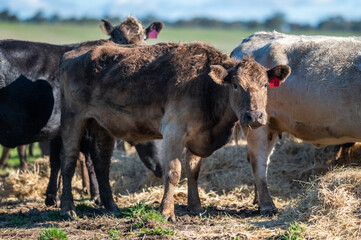 Beef cows and calves grazing on grass in south west victoria, Australia. eating hay and silage....