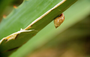 CARACOL EN EL CACTUS