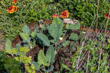 Fototapeta na wymiar Closeup of young Kohlrabi or German turnip plants cultivated in the fertile soil of a small organic vegetable nursery.