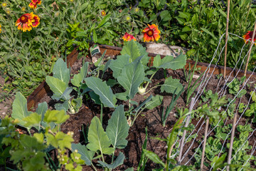 Closeup of young Kohlrabi or German turnip plants cultivated in the fertile soil of a small organic...
