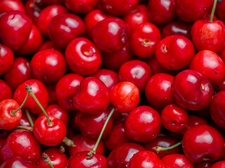Harvest of red delicious sweet cherry closeup