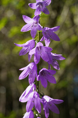Campanula, family Campanulaceae with the common name bellflower. Bell-shaped violet flowers. 