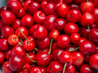 Harvest of red delicious sweet cherry closeup