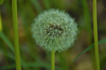 Fototapeta premium Nasiona mleczu