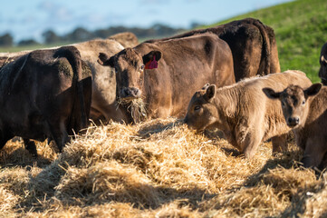 Beef cows and calves grazing on grass in south west victoria, Australia. eating hay and silage....