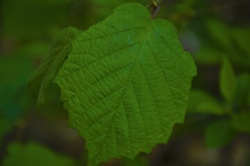 Zielony liść lipy