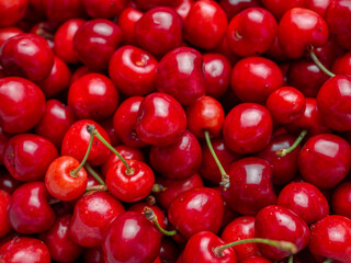 Harvest of red delicious sweet cherry closeup