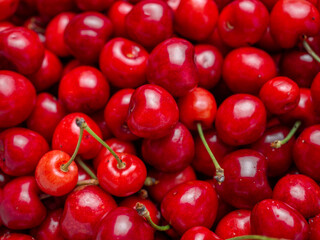 Harvest of red delicious sweet cherry closeup