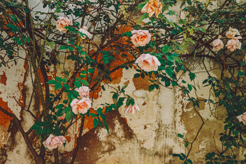 Blooming Rose bush against a dilapidated stone wall. Gardens of Lisbon, Portugal.