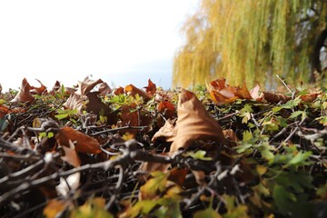 Obraz premium in Herbst